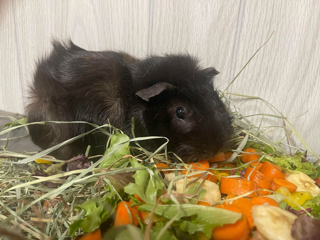Fuzzmeister, a Adoptable Guinea Pig in Troy, AL image 1/2