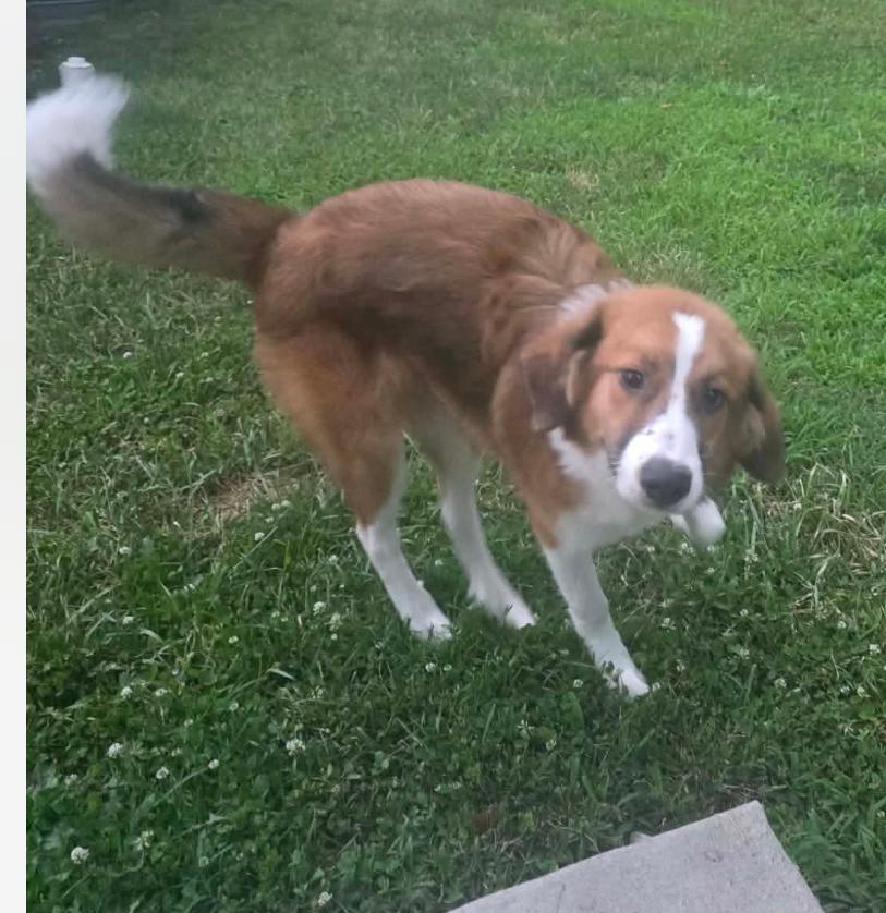 Bluey cs, a ADOPTABLE mixed breed in Columbia, MD image 2/5