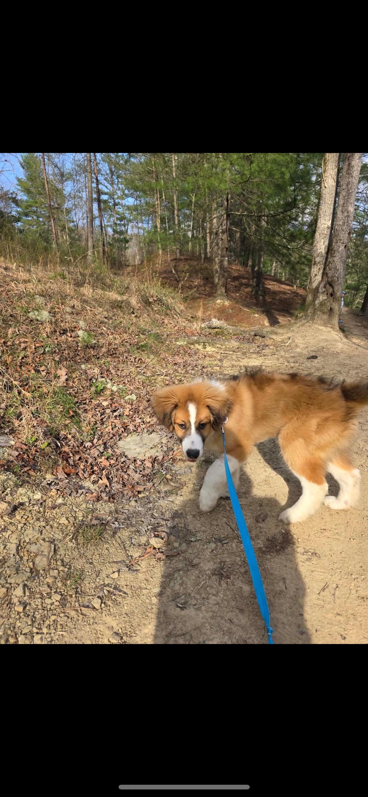 Bluey cs, a ADOPTABLE mixed breed in Columbia, MD image 4/5