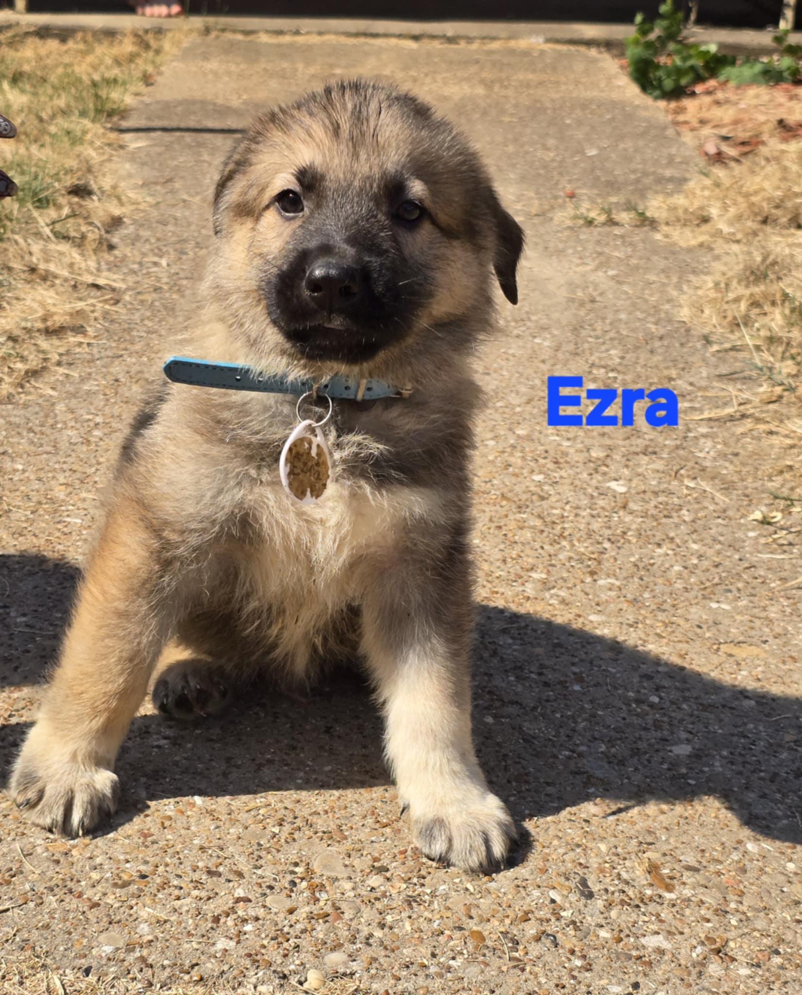 Ezra