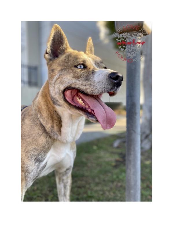 Hercules, a Adoptable mixed breed in Inglewood, CA image 3/5