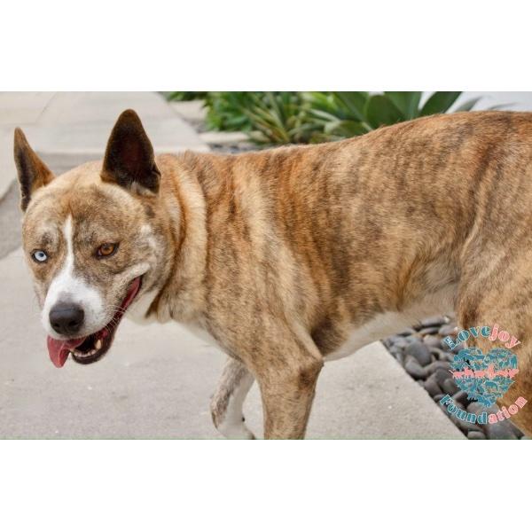 Hercules, a Adoptable mixed breed in Inglewood, CA image 2/5