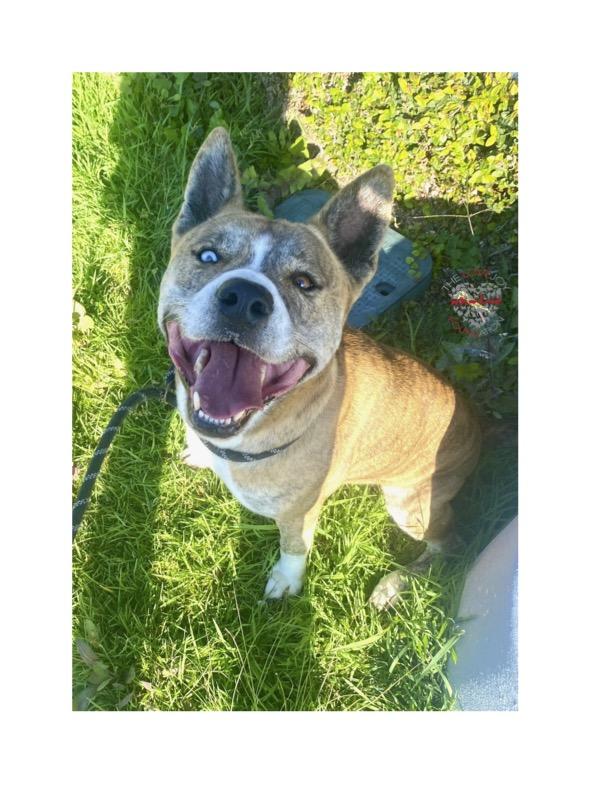 Hercules, a Adoptable mixed breed in Inglewood, CA image 4/5