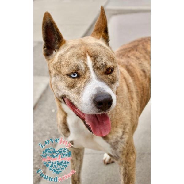 Hi meet Hercules Hercules is a lovely 6 year old neutered male Husky mix He is 