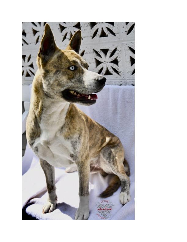 Hercules, a Adoptable mixed breed in Inglewood, CA image 5/5