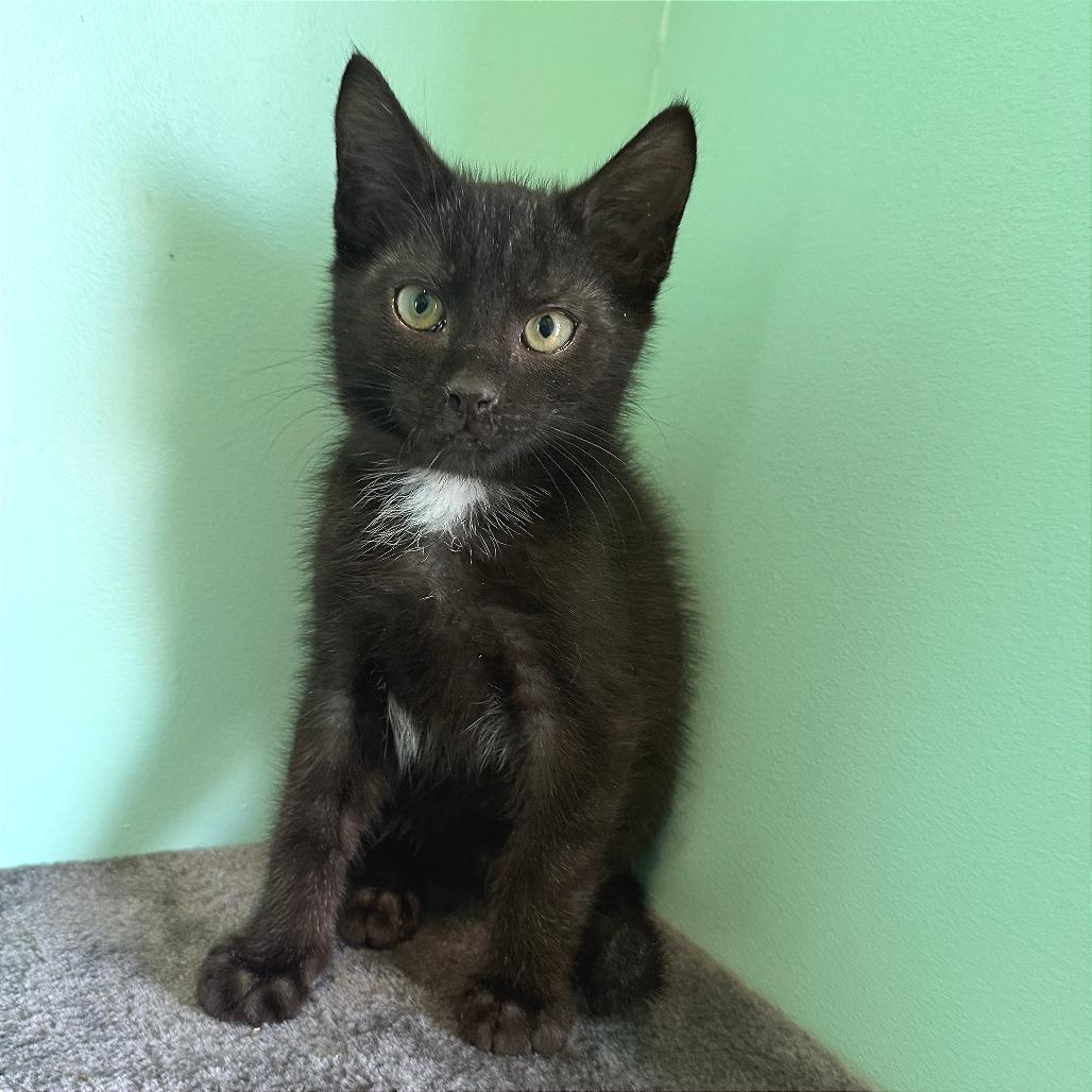 Braves, Adoptable, Kitten Male Domestic Short Hair.