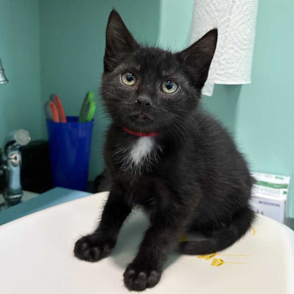 Braves, a Adoptable Domestic Short Hair in Marion, VA image 2/5