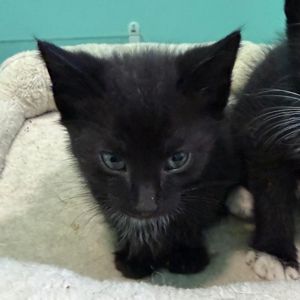 Braves, a Adoptable Domestic Short Hair in Marion, VA image 3/5