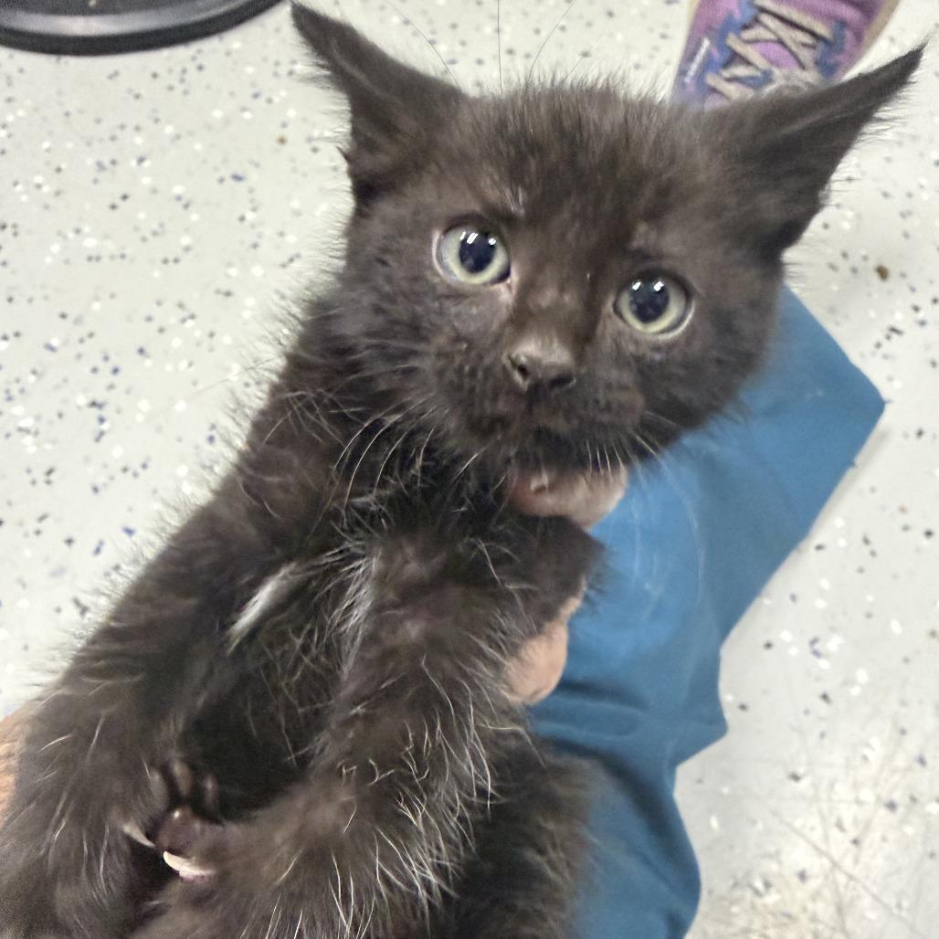 Braves, a Adoptable Domestic Short Hair in Marion, VA image 4/5