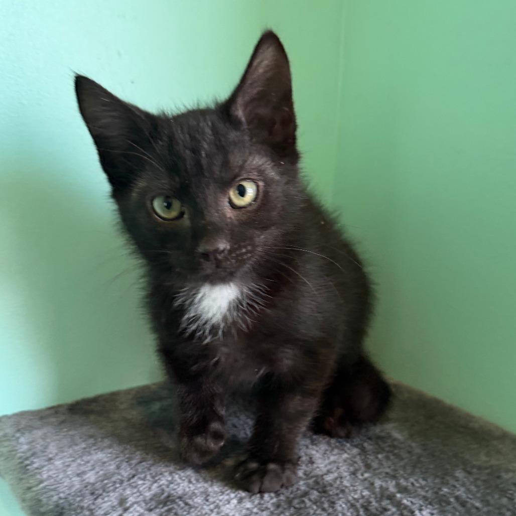 Braves, a Adoptable Domestic Short Hair in Marion, VA image 5/5