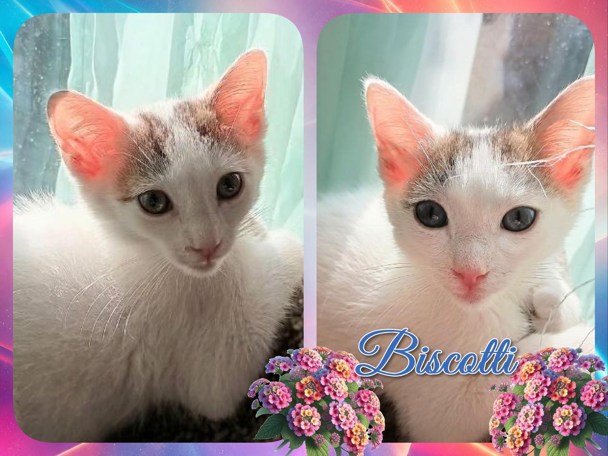 BISCOTTI, ADOPTABLE, Kitten Male Domestic Short Hair.