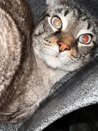 Marvel, Adoptable, Adult Male Domestic Short Hair & Domestic Short Hair.