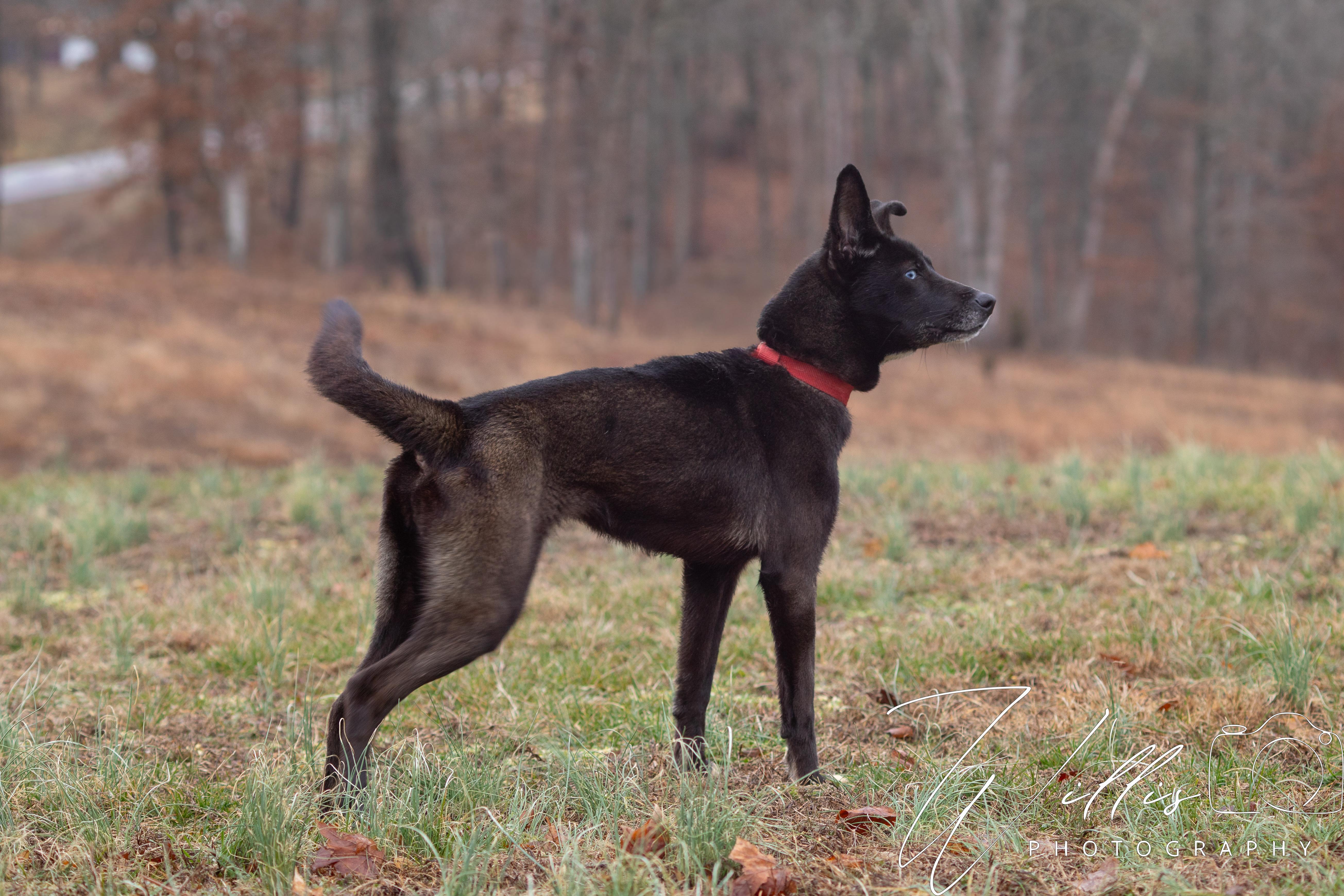 Ellie, a ADOPTABLE mixed breed in Dixon, KY image 3/5