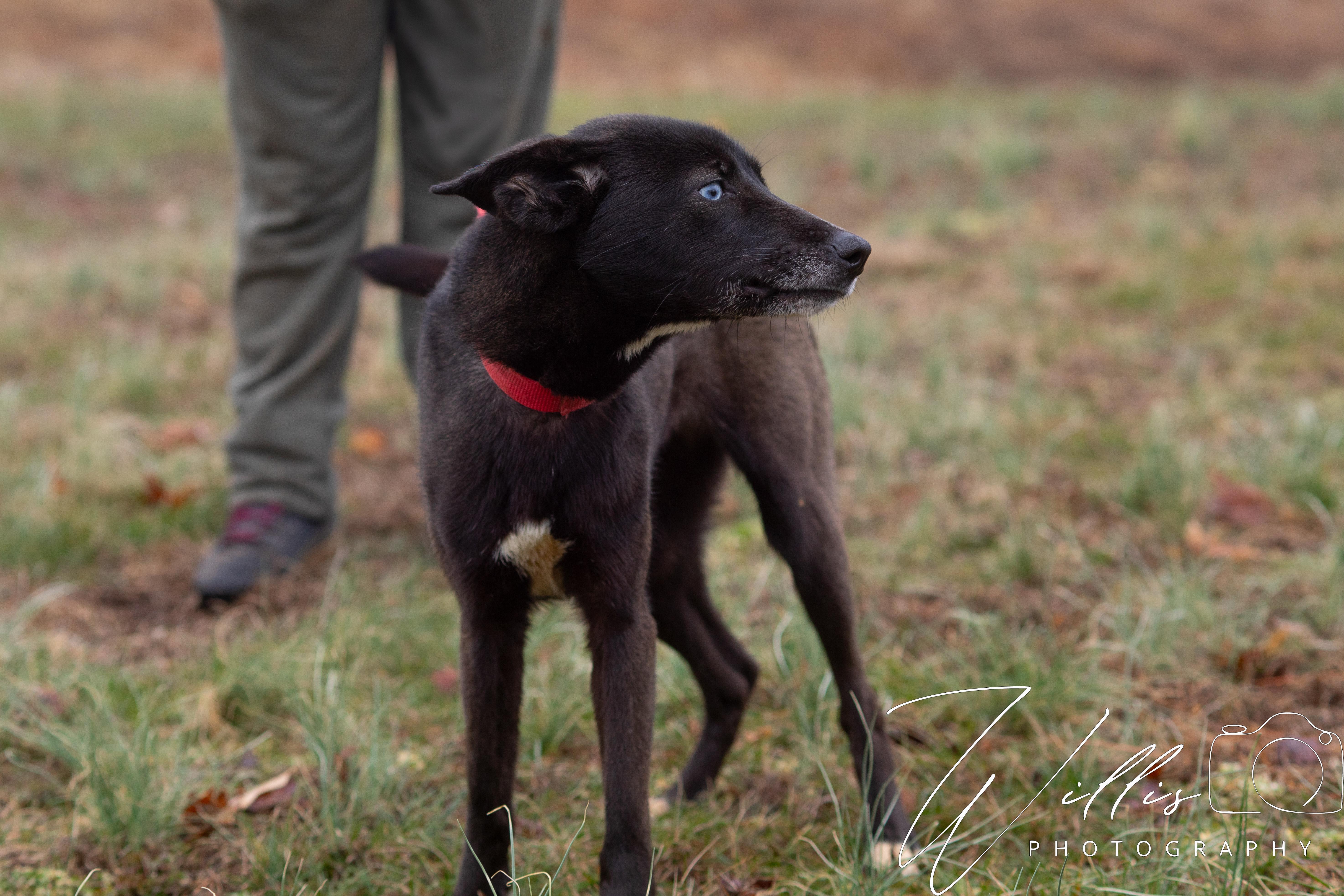 Ellie, a ADOPTABLE mixed breed in Dixon, KY image 5/5
