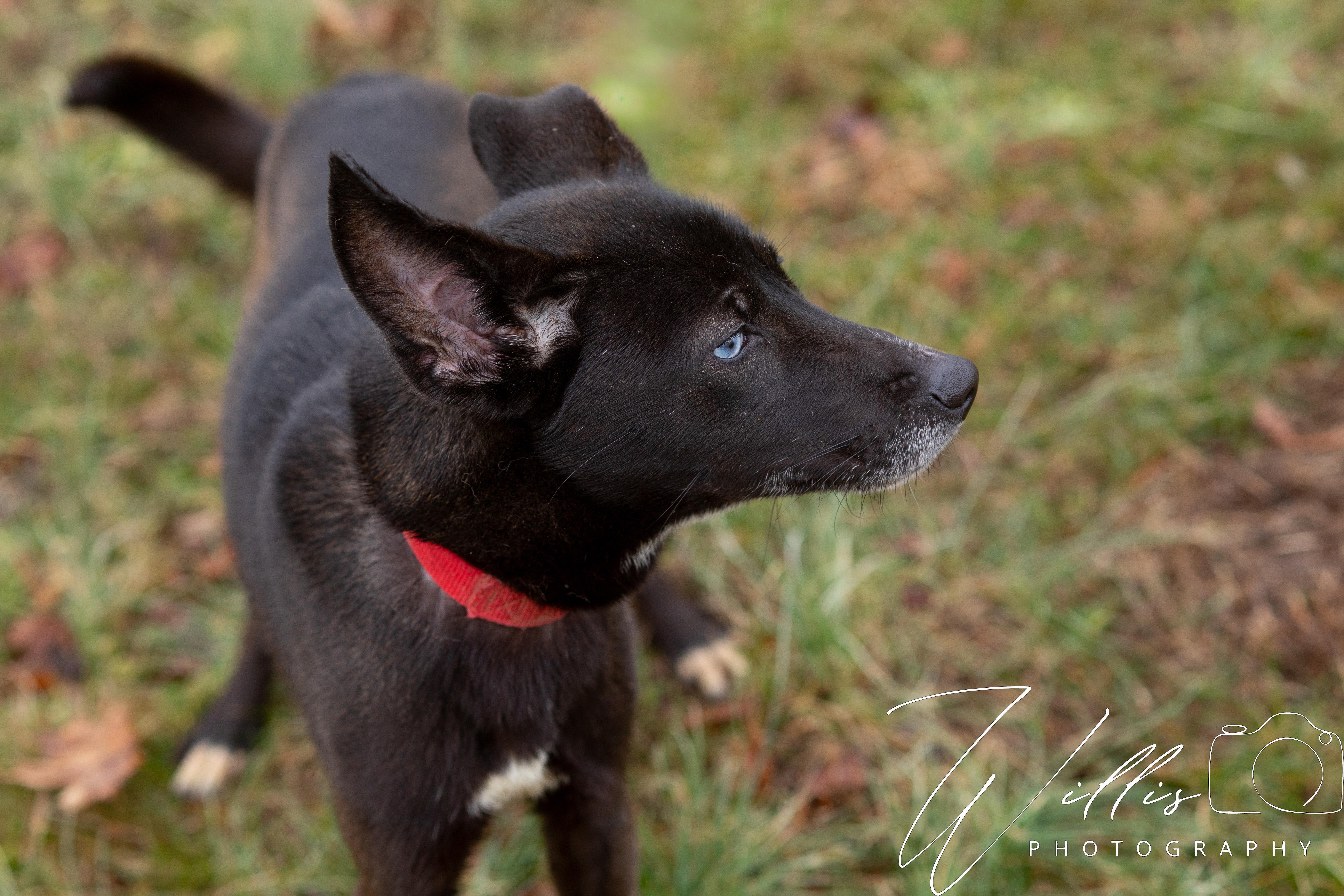Ellie, a ADOPTABLE mixed breed in Dixon, KY image 2/5