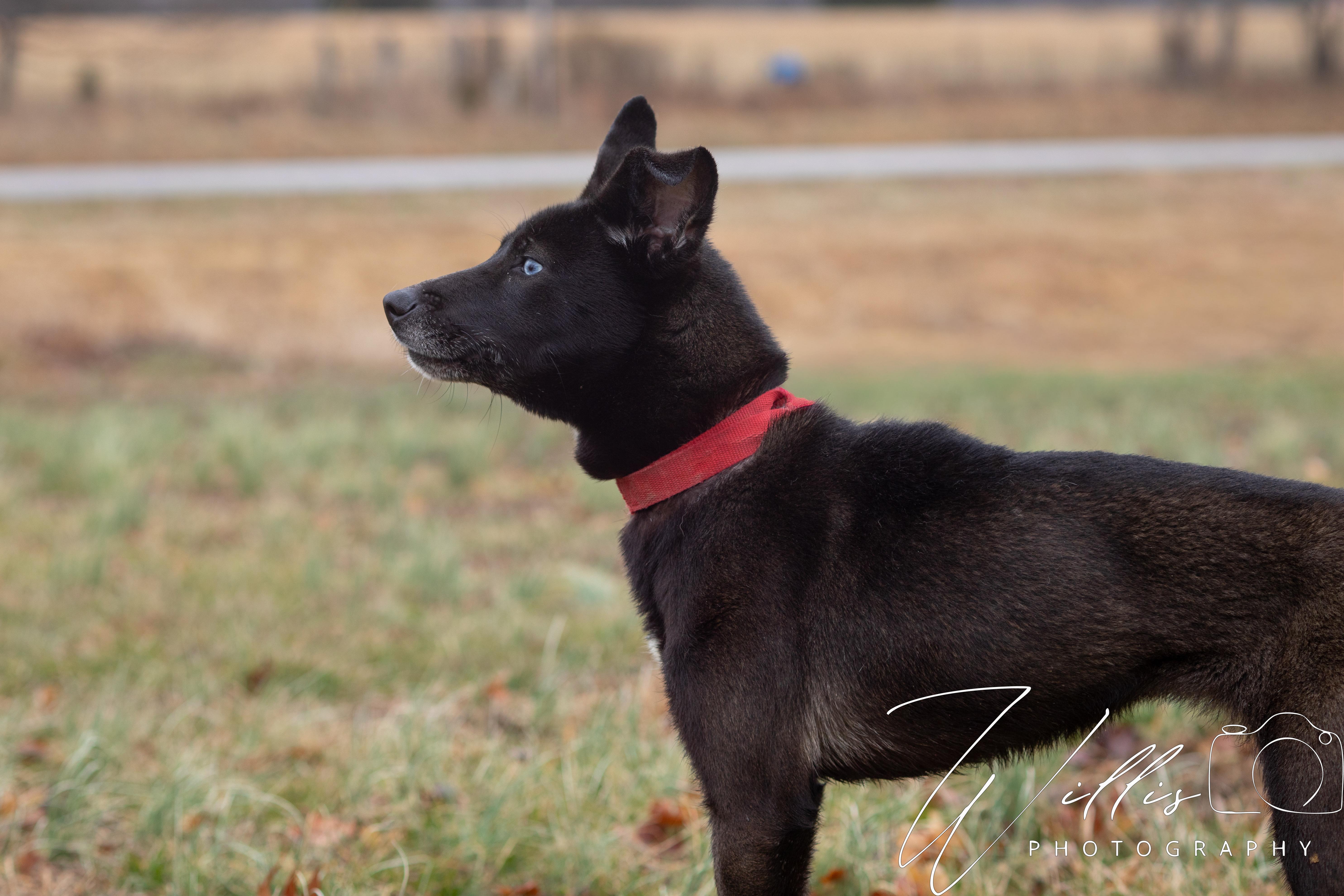 Ellie, a ADOPTABLE mixed breed in Dixon, KY image 4/5