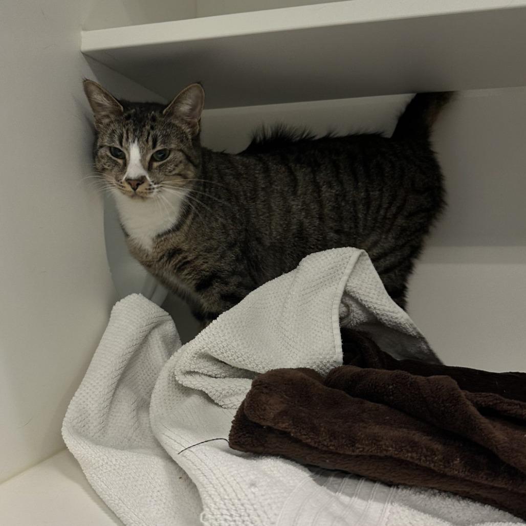 Rosa, Adoptable, Adult Female Domestic Short Hair.