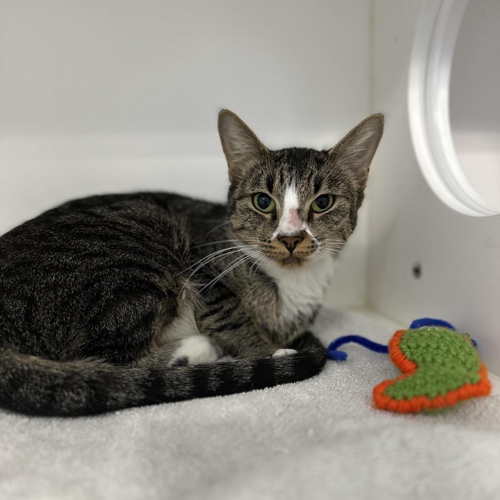 Rosa, Adoptable, Adult Female Domestic Short Hair.