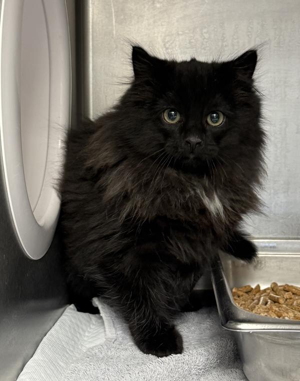 Mars, Adoptable, Kitten Male Domestic Long Hair.