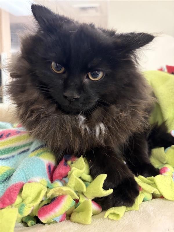 Enlarge Mars, a Adoptable mixed breed in Great Falls, MT image 2/2