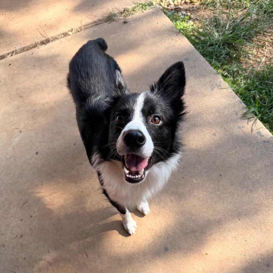 Rockie, Adoptable, Adult Male Border Collie.