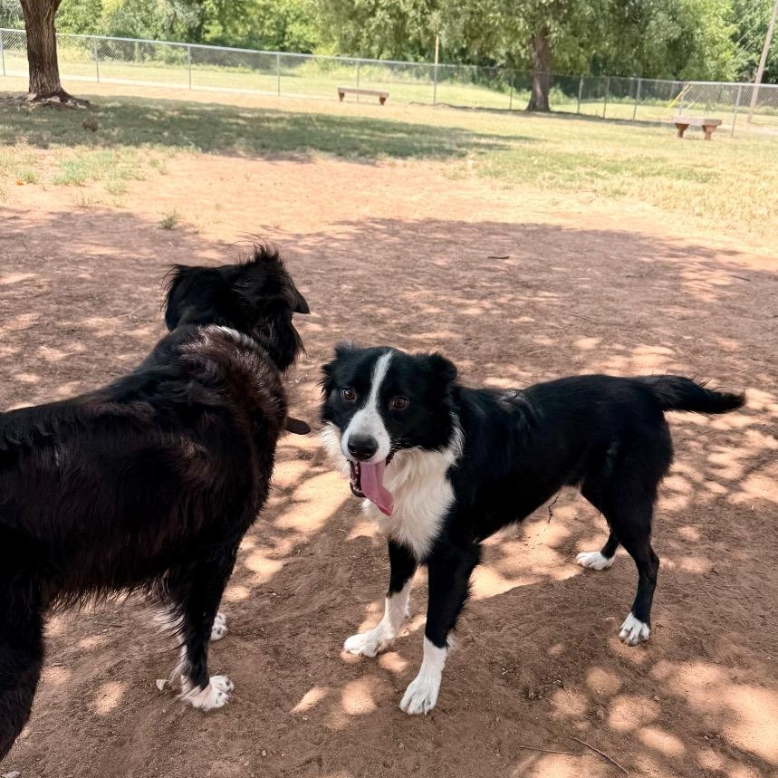 Enlarge Rockie, a Adoptable Border Collie in Oklahoma City, OK image 3/6