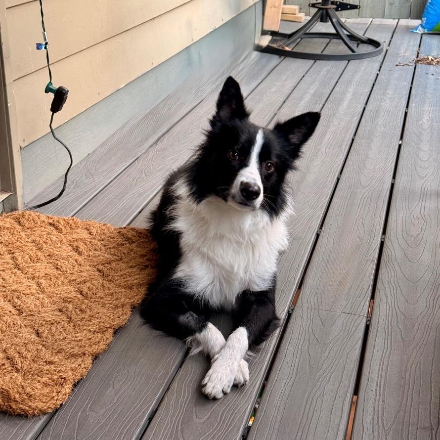 Enlarge Rockie, a Adoptable Border Collie in Oklahoma City, OK image 4/6