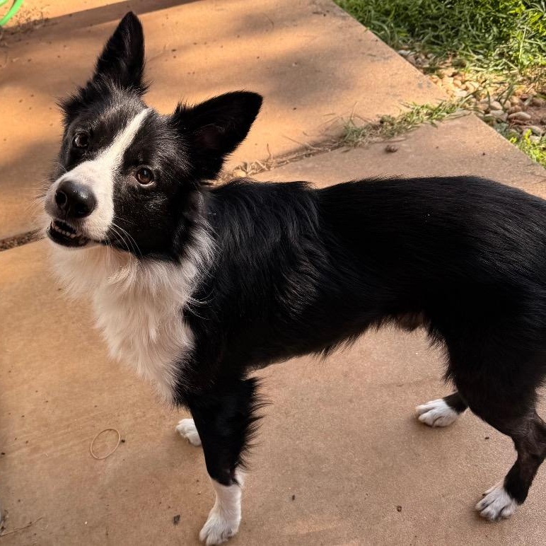 Enlarge Rockie, a Adoptable Border Collie in Oklahoma City, OK image 6/6