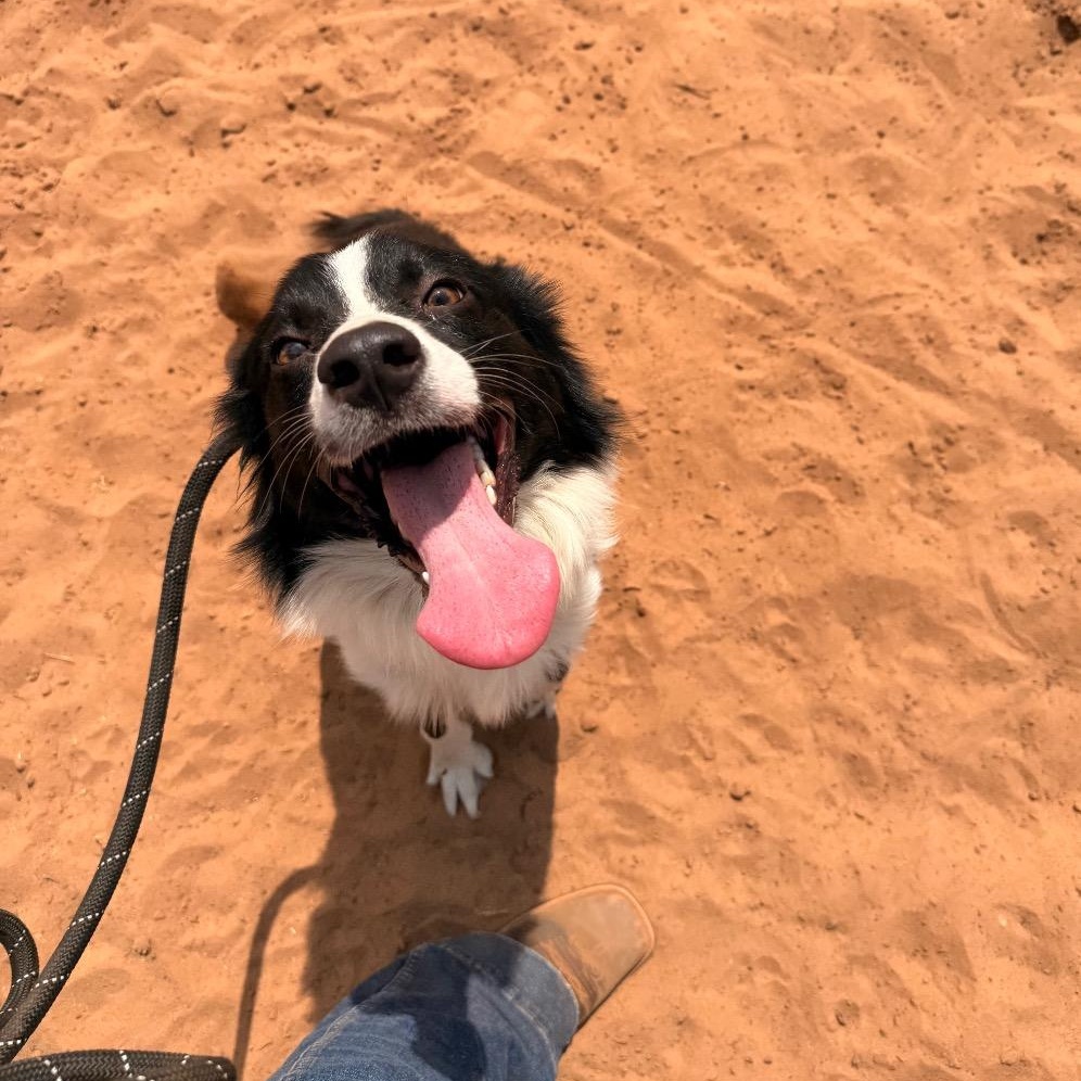 Enlarge Rockie, a Adoptable Border Collie in Oklahoma City, OK image 2/6