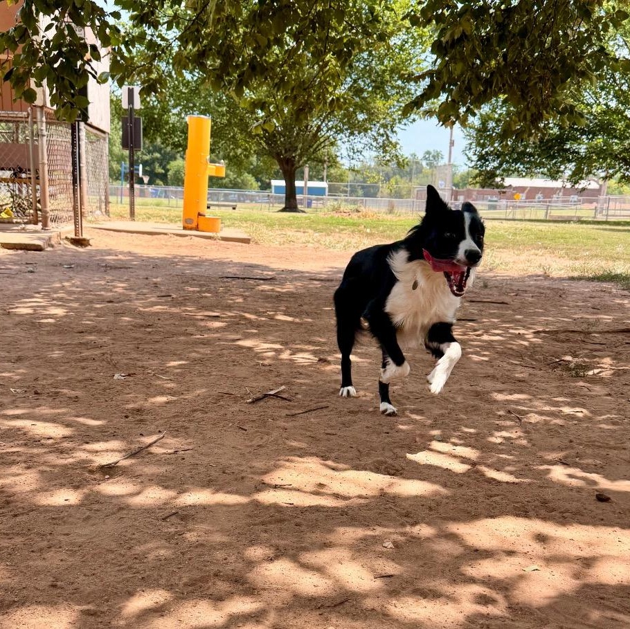 Enlarge Rockie, a Adoptable Border Collie in Oklahoma City, OK image 5/6