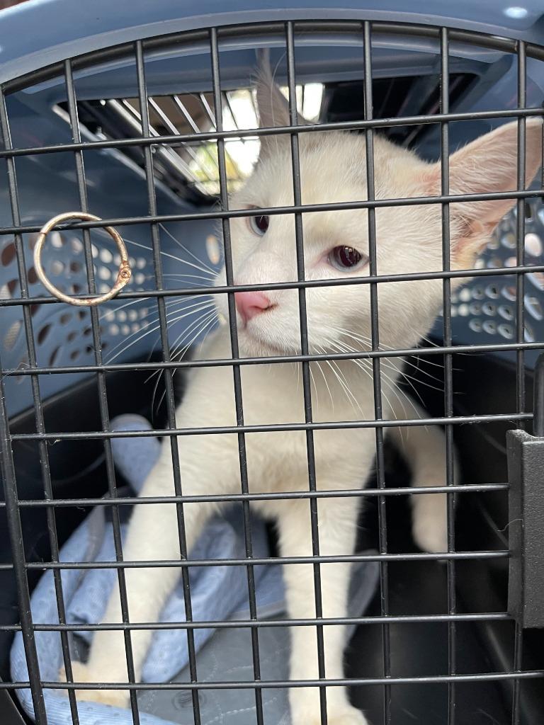 Guapo, Adoptable, Kitten Male Domestic Short Hair.