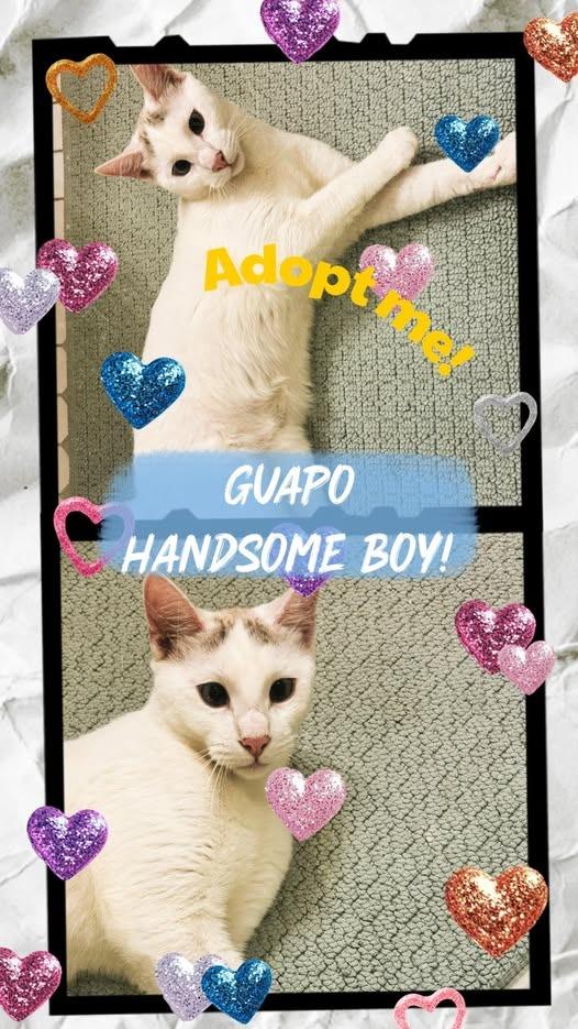 Enlarge Guapo, a Adoptable mixed breed in Rome, GA image 2/2