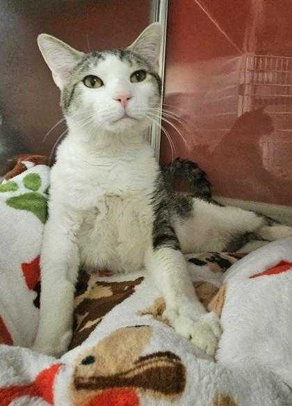 Mee Mao, a Adoptable mixed breed in Phoenix, AZ image 1/3