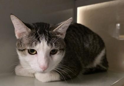 Mee Mao, a Adoptable mixed breed in Phoenix, AZ image 2/3