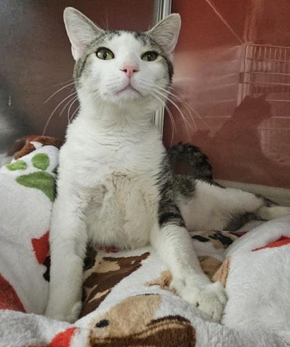 Mee Mao, a Adoptable mixed breed in Phoenix, AZ image 3/3