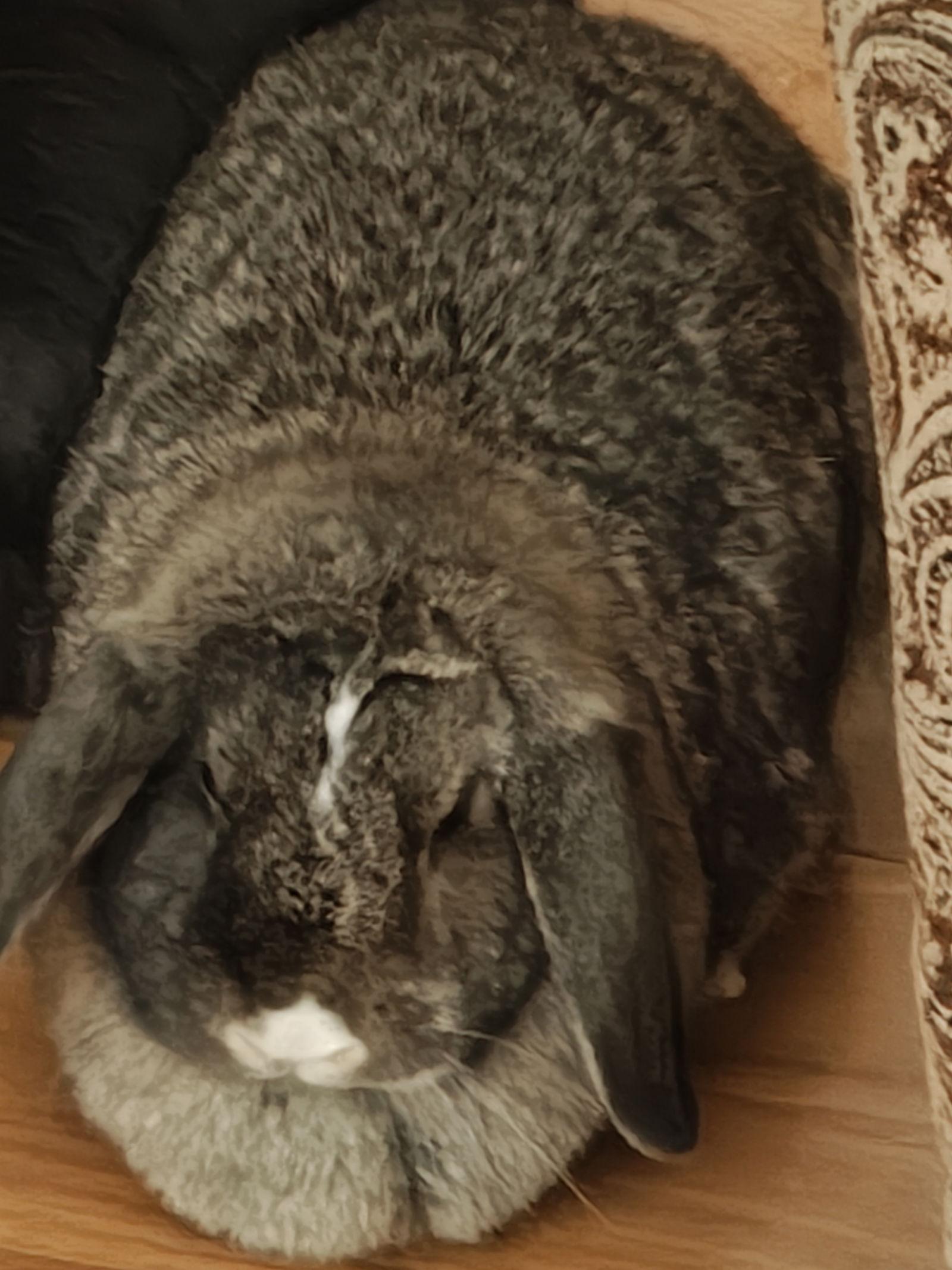 Delilah Bunny, Adoptable, Young Female Lop Eared.