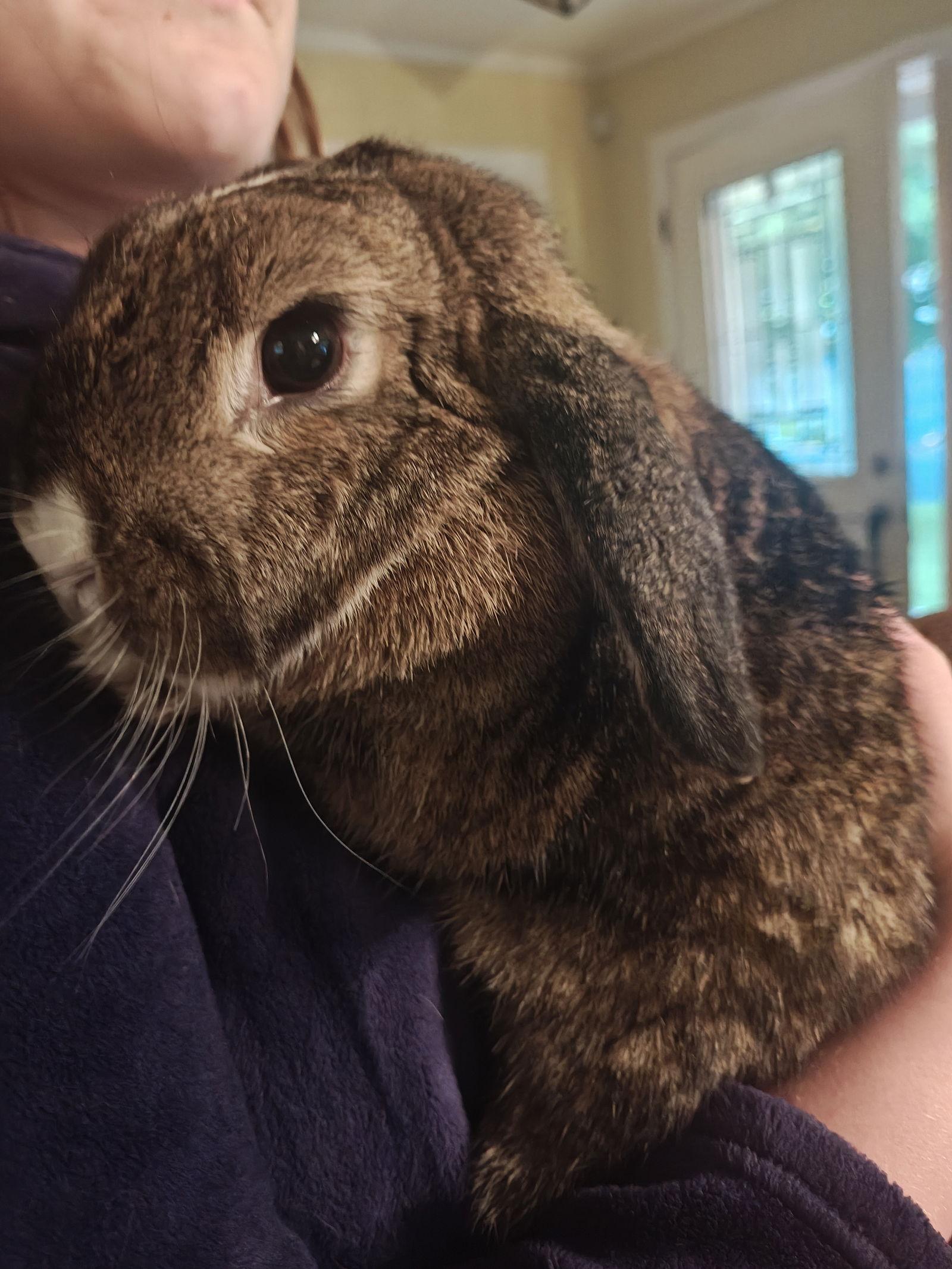Delilah Bunny, a Adoptable Lop Eared in Minnetonka, MN image 2/2