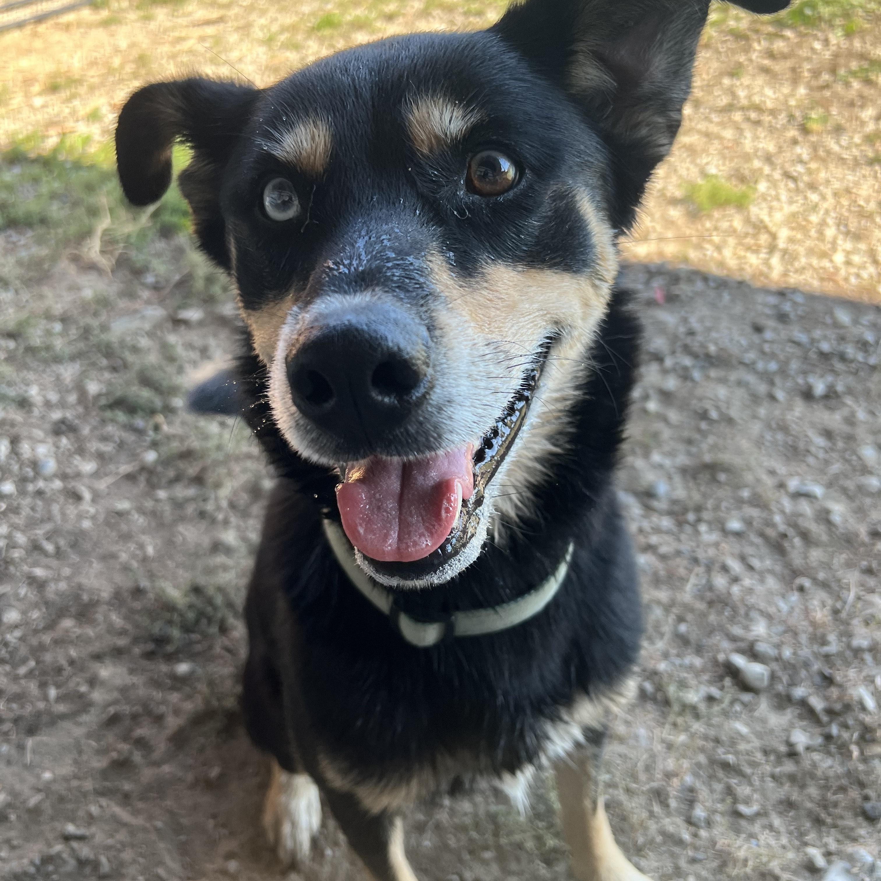 Nyx, an adoptable Siberian Husky in Bonners Ferry, ID, 83805 | Photo Image 2