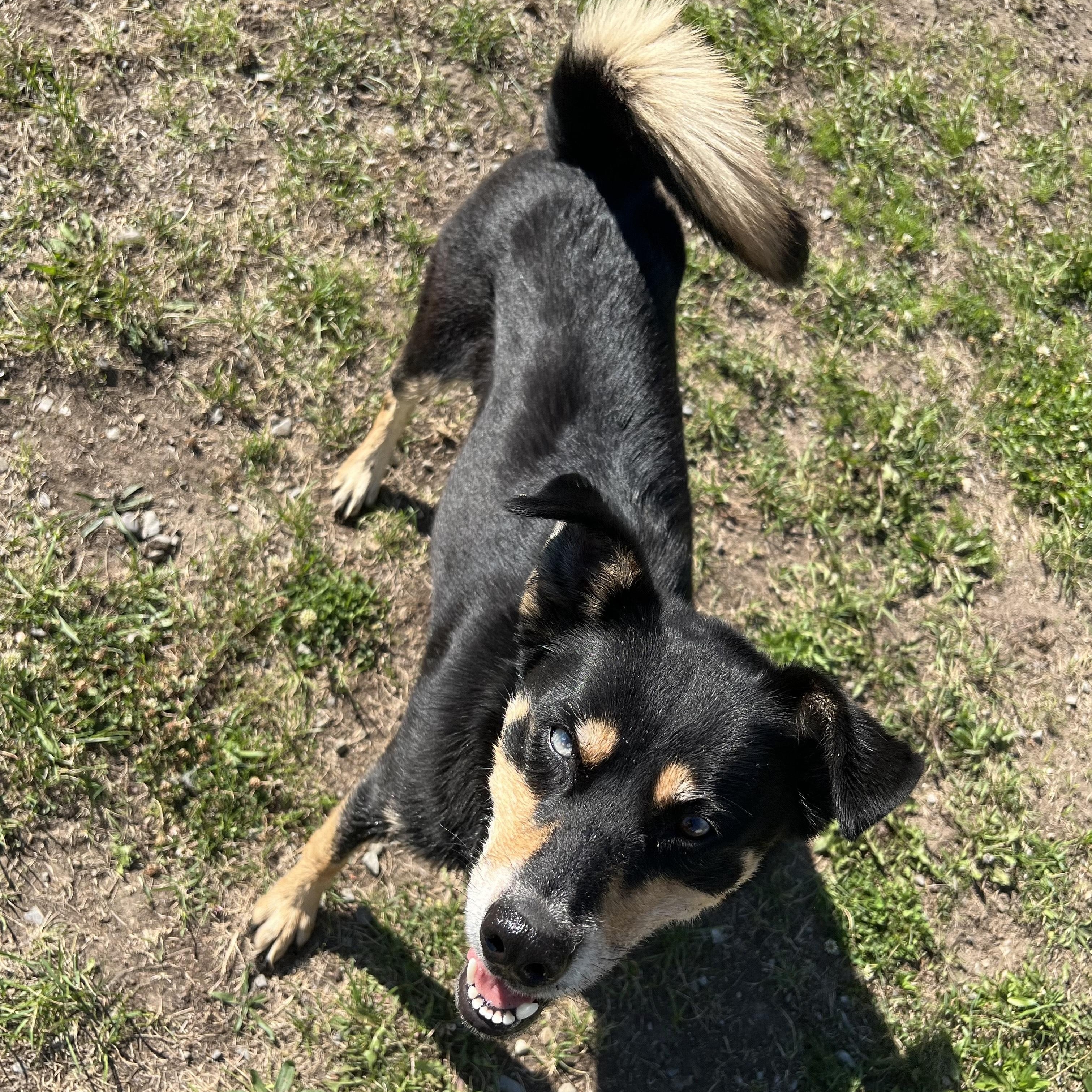 Nyx, a Adoptable mixed breed in Bonners Ferry, ID image 3/4