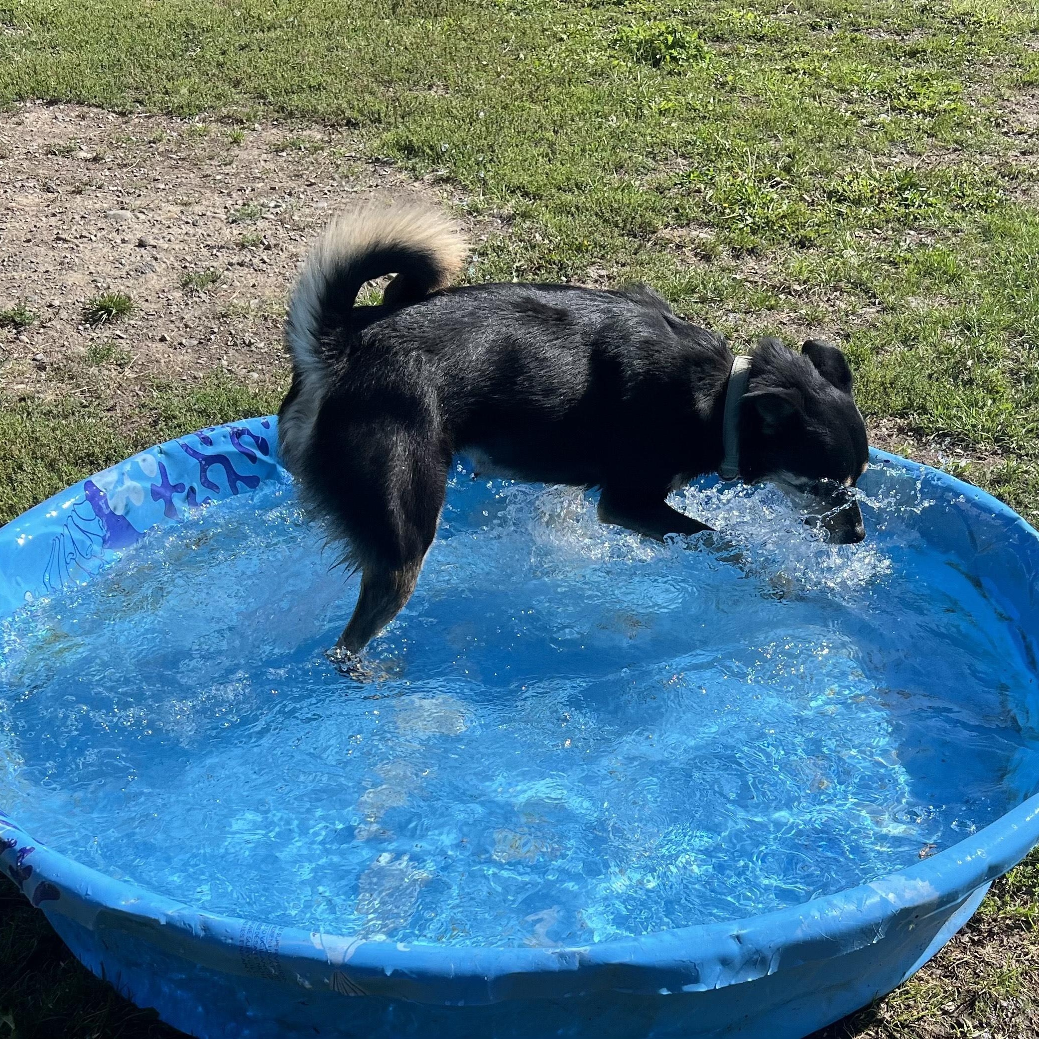 Nyx, an adoptable Siberian Husky in Bonners Ferry, ID, 83805 | Photo Image 4