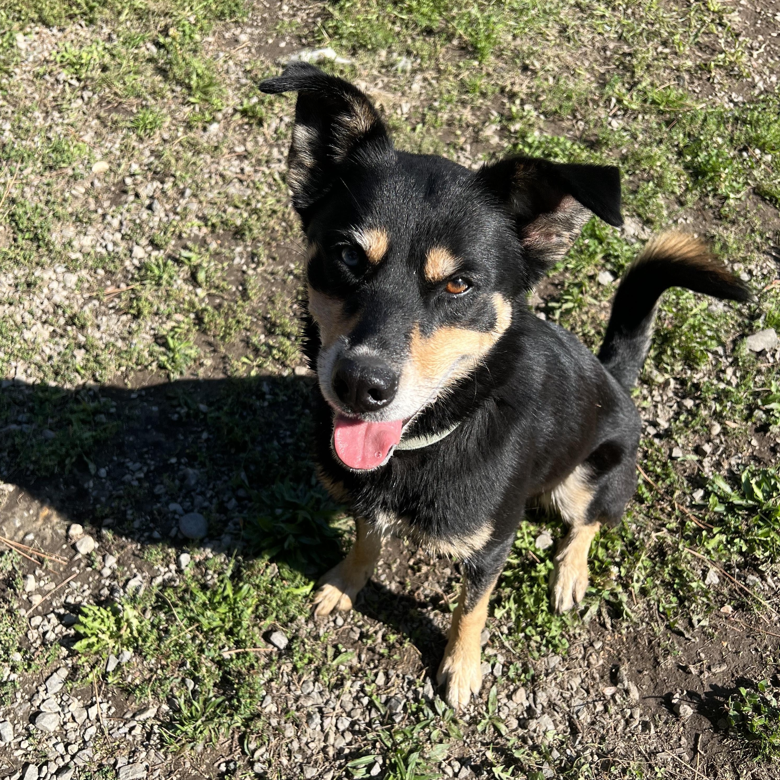 Nyx, Adoptable, Adult Female Siberian Husky.