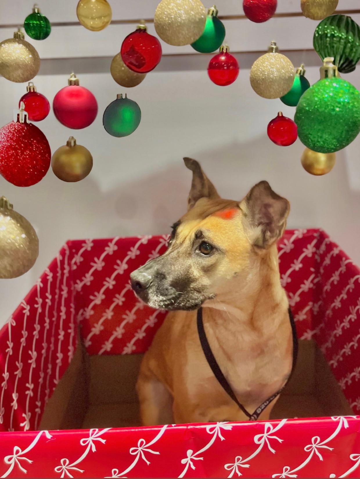 Bonnie, Adoptable, Adult Female Black Mouth Cur.