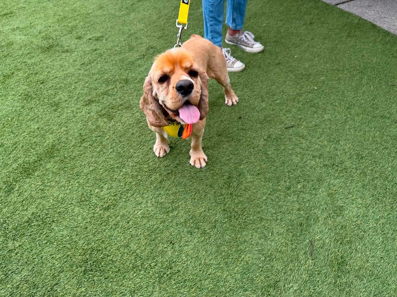 Enlarge Boone, a Adopted Cocker Spaniel in Florissant, MO image 2/6