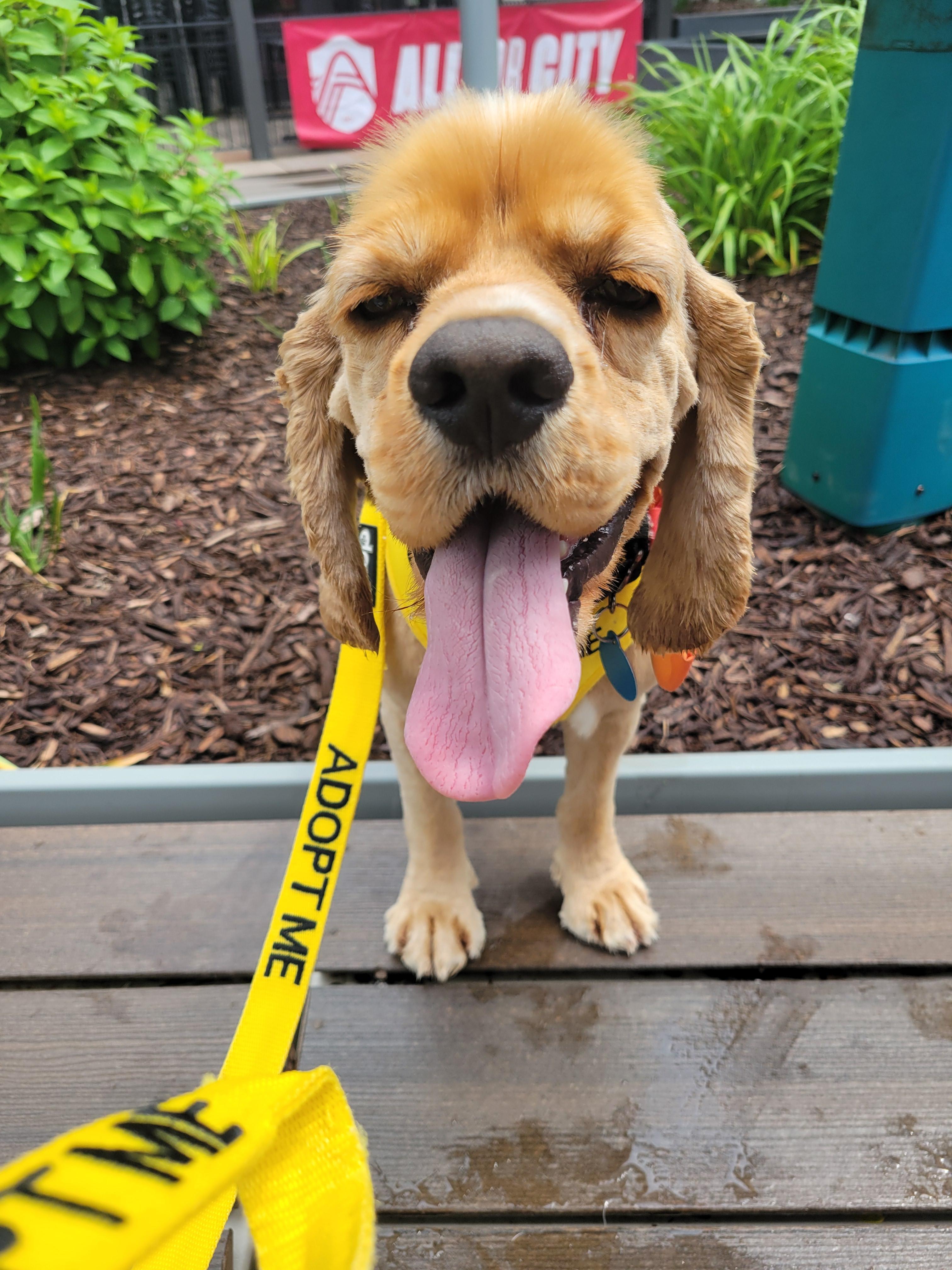 Enlarge Boone, a Adopted Cocker Spaniel in Florissant, MO image 3/6