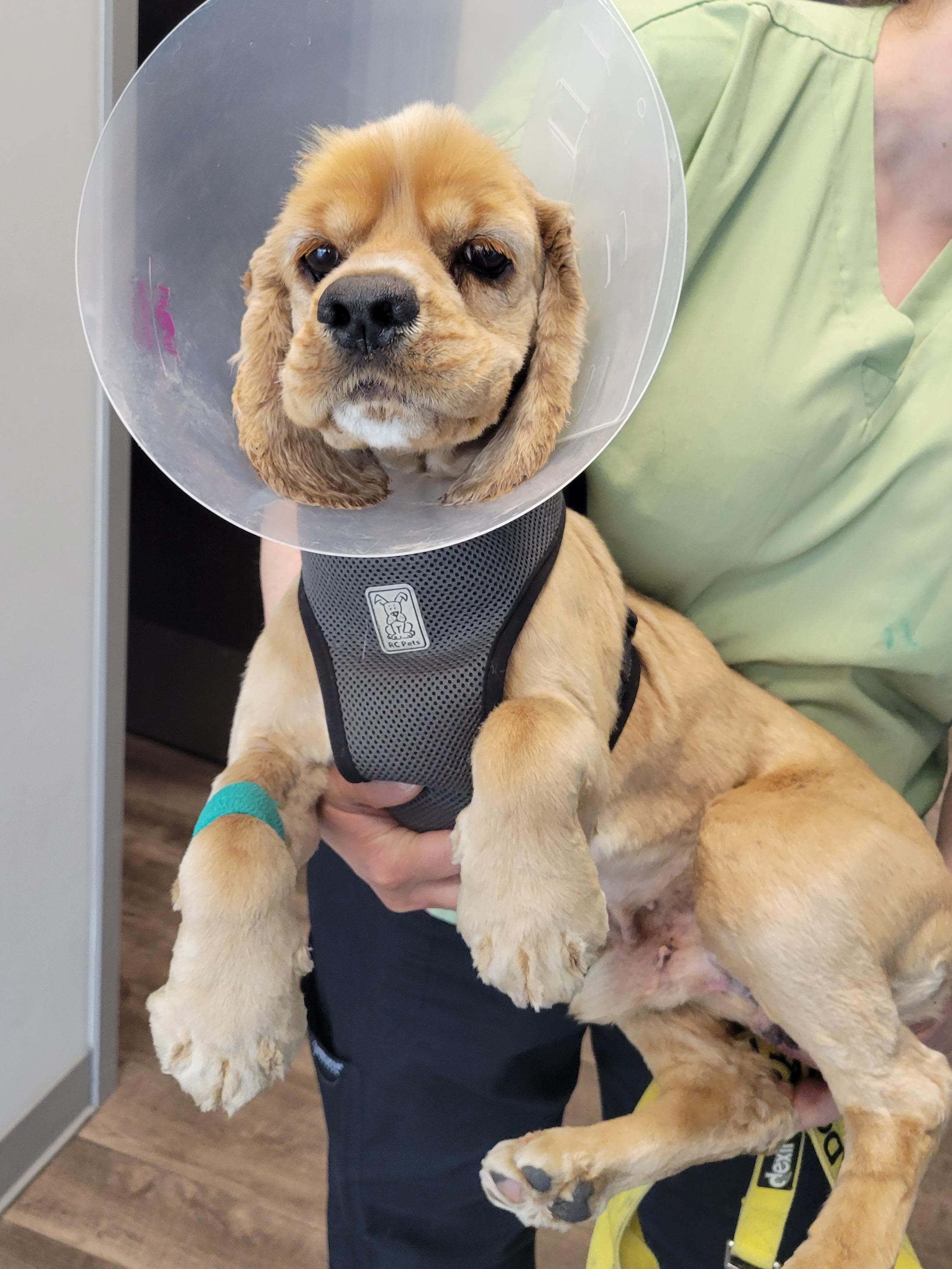 Enlarge Boone, a Adopted Cocker Spaniel in Florissant, MO image 4/6