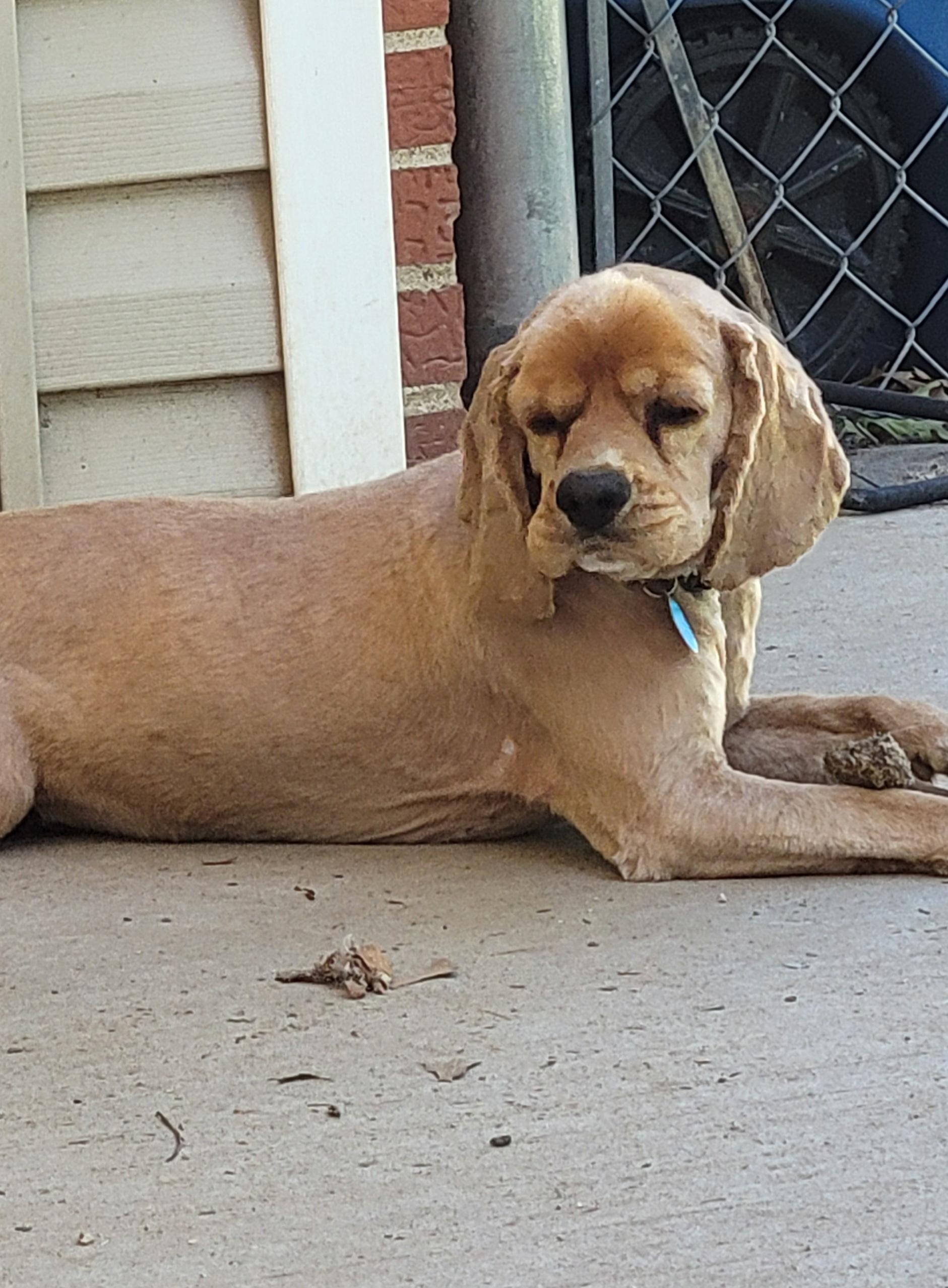 Enlarge Boone, a Adopted Cocker Spaniel in Florissant, MO image 5/6