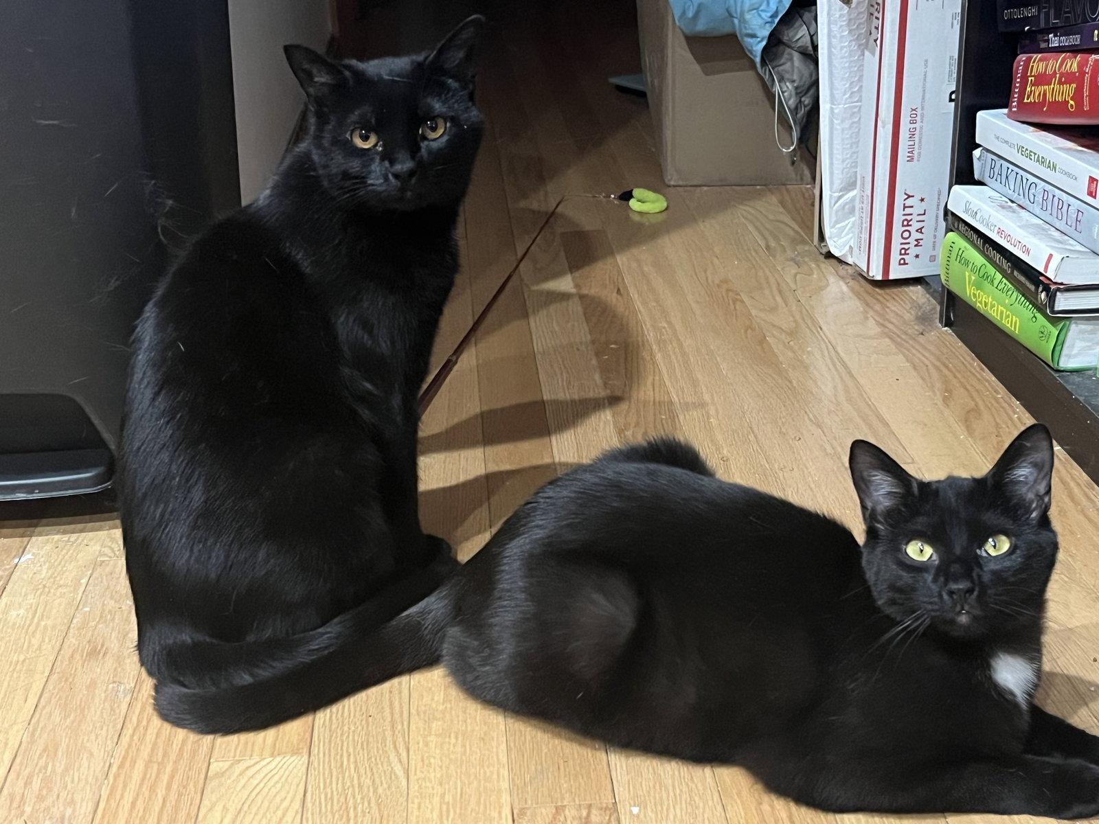 Bari and Gigi, Adoptable, Young Female Domestic Short Hair.