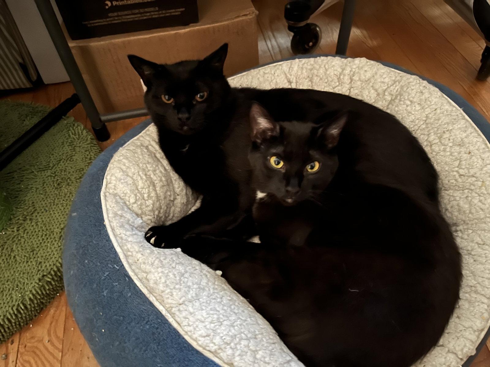 Bari and Gigi, a Adoptable Domestic Short Hair in Somerville, MA image 2/3
