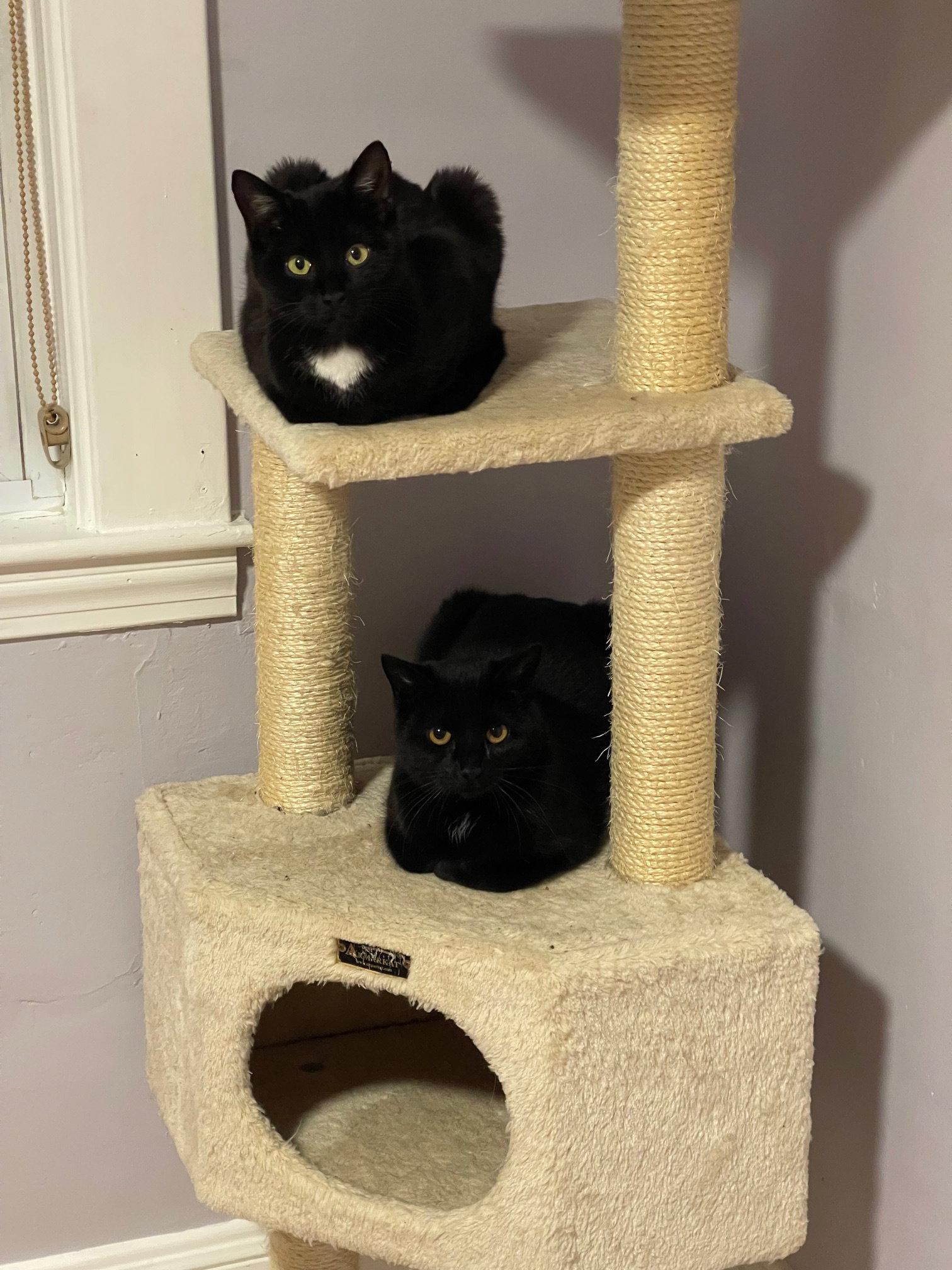 Enlarge Bari and Gigi, a Adoptable Domestic Short Hair in Somerville, MA image 2/3