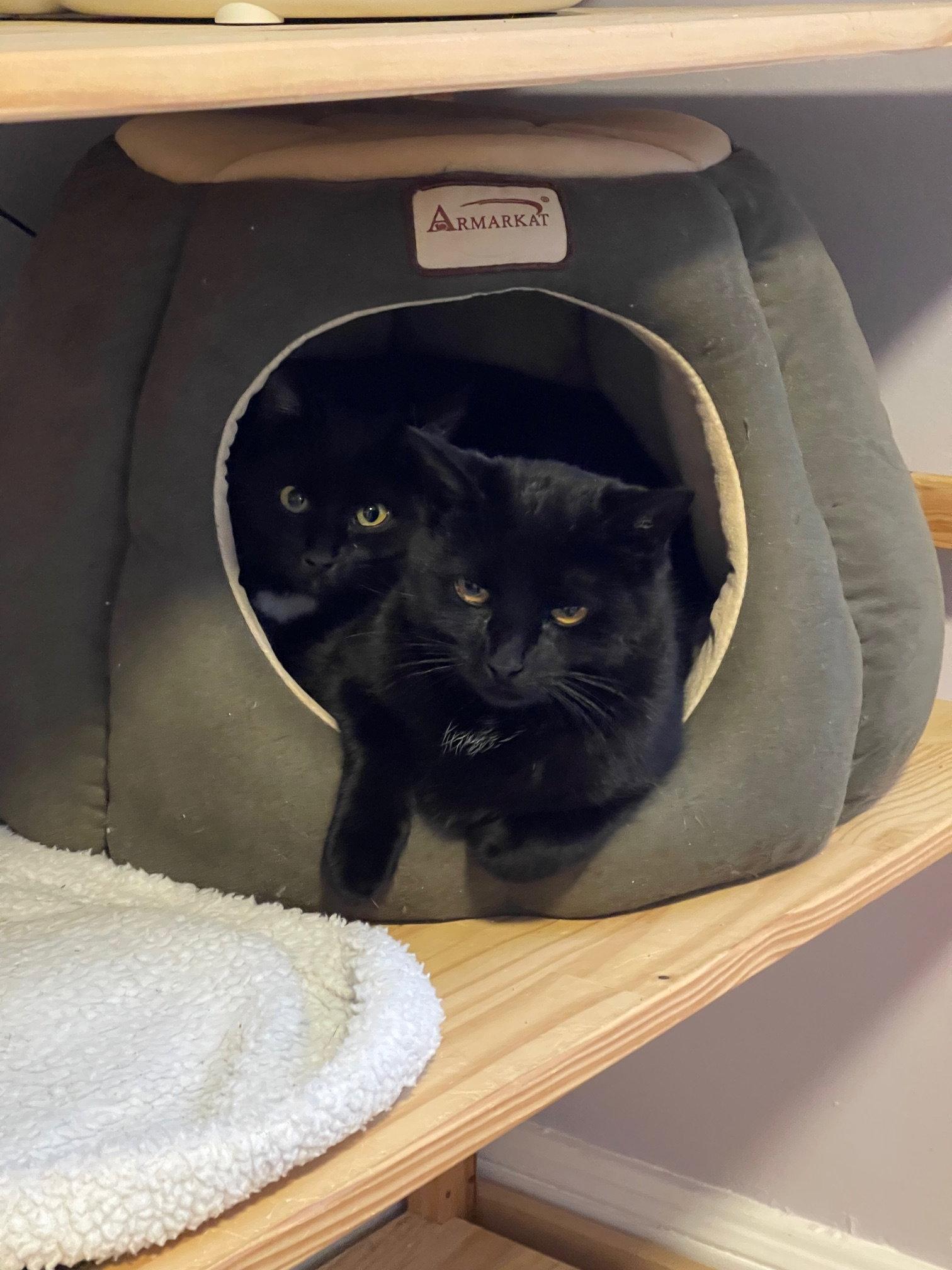 Enlarge Bari and Gigi, a Adoptable Domestic Short Hair in Somerville, MA image 3/3